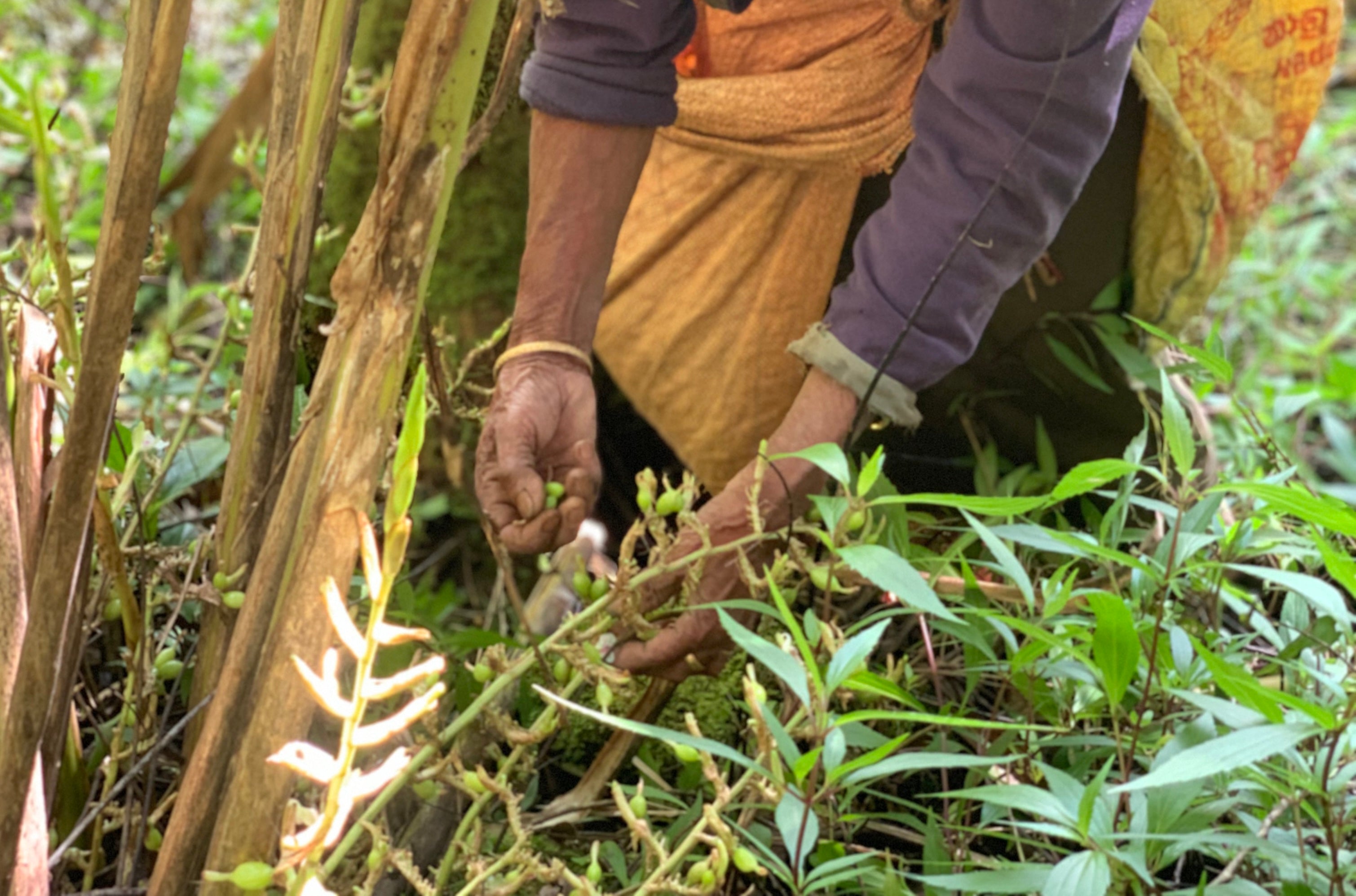 La cardamome verte prend racine