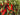Paprika sur branch
