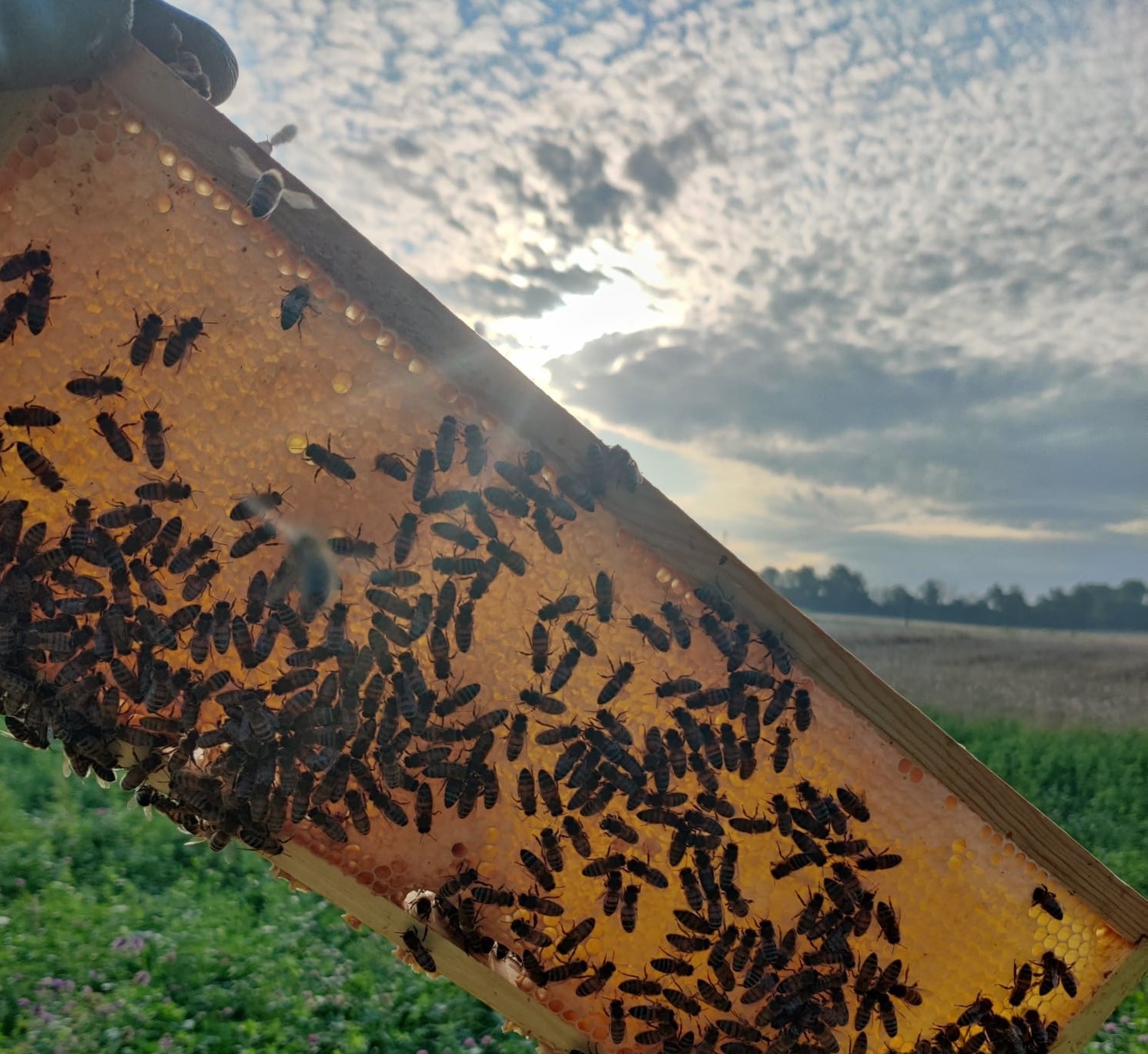 Un miel brut, soigné du rucher au pot