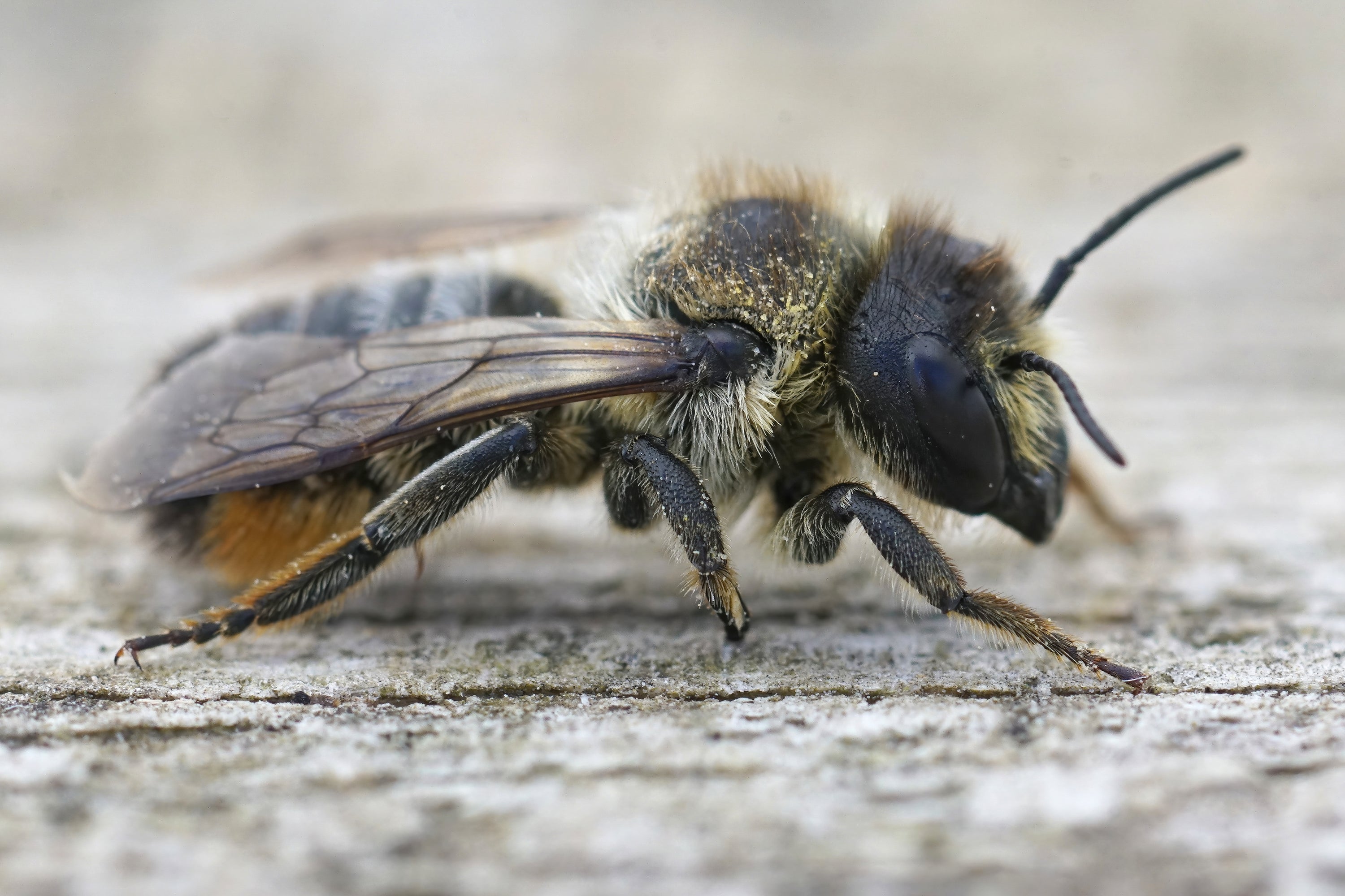 L’abeille noire, gardienne des terroirs